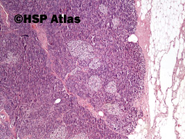 1. Histologia trzustki (pancreas histology), 4x