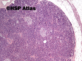 2. Histologia trzustki (pancreas histology), 4x