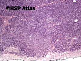 3. Histologia trzustki (pancreas histology), 4x