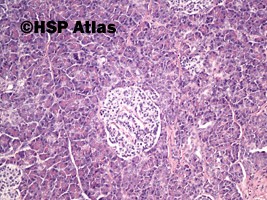 4. Pancreas histology - islets of Langerhans, 10x