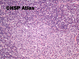 5. Histologia trzustki (pancreas histology), 10x