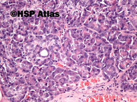 6. Histologia trzustki (pancreas histology), 20x