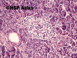 7. Pancreas histology - islets of Langerhans, 20x