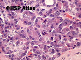 8. Histologia trzustki (pancreas histology), 40x