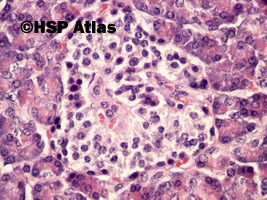 9. Histologia trzustki (pancreas histology), 40x