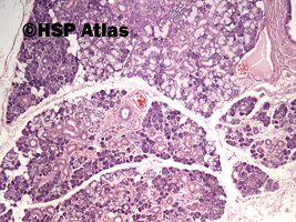 1. Submandibular gland histology, 4x