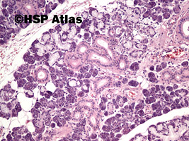 3. Submandibular gland histology, 10x