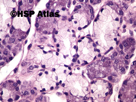 5. Ślinianka podżuchwowa - komórki śluzowe (submandibular gland - mucous cells), 40x