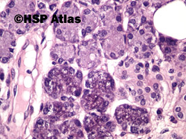 6. Ślinianka podżuchwowa - komórki surowicze (submandibular gland - serous cells), 40x