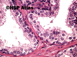 8. Histologia gruczołu krokowego (prostate histology), 40x