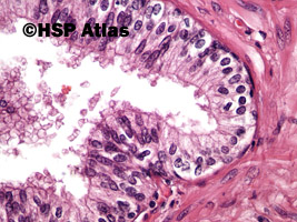 9. Histologia gruczołu krokowego (prostate histology), 40x